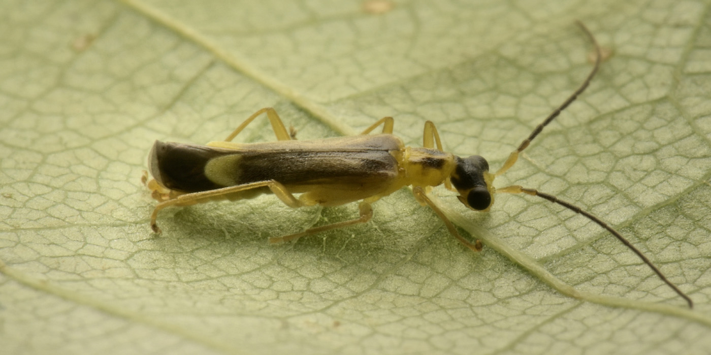 Cantharidae:  Malthinus flaveolus m & f ? S